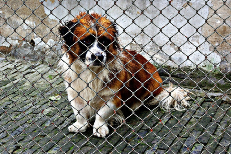 Приют для собак петропавловск камчатский фото животных